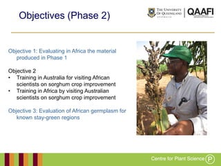 Working together with the
Queensland Government
Objectives (Phase 2)
Objective 1: Evaluating in Africa the material
produced in Phase 1
Objective 2
• Training in Australia for visiting African
scientists on sorghum crop improvement
• Training in Africa by visiting Australian
scientists on sorghum crop improvement
Objective 3: Evaluation of African germplasm for
known stay-green regions
 