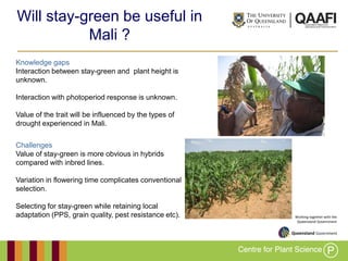 Working together with the
Queensland Government
Knowledge gaps
Interaction between stay-green and plant height is
unknown.
Interaction with photoperiod response is unknown.
Value of the trait will be influenced by the types of
drought experienced in Mali.
Will stay-green be useful in
Mali ?
Challenges
Value of stay-green is more obvious in hybrids
compared with inbred lines.
Variation in flowering time complicates conventional
selection.
Selecting for stay-green while retaining local
adaptation (PPS, grain quality, pest resistance etc).
 
