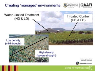 Working together with the
Queensland Government
Creating „managed‟ environments
Irrigated Control
(HD & LD)
Water-Limited Treatment
(HD & LD)
Low density
(mild drought)
High density
(severe drought)
 