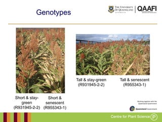 Working together with the
Queensland Government
Genotypes
Tall & stay-green
(R931945-2-2)
Short & stay-
green
(R931945-2-2)
Tall & senescent
(R955343-1)
Short &
senescent
(R955343-1)
 