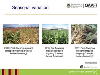 Working together with the
Queensland Government
Seasonal variation
2009: Post-flowering drought
(stopped irrigating 2 weeks
before flowering)
2010: Pre-flowering
drought (stopped
irrigating 3 weeks
before flowering)
2011: Post-flowering
drought (stopped
irrigating 3 weeks
before flowering)
 