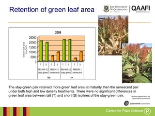 Working together with the
Queensland Government
Retention of green leaf area
0
5000
10000
15000
20000
25000
Greenleafarea
(cm2
/m2
)
T S T S T S T S
R931945-2-2
(stay-green)
R955343-1
(senescent)
R931945-2-2
(stay-green)
R955343-1
(senescent)
High Low
2009
The stay-green pair retained more green leaf area at maturity than the senescent pair
under both high and low density treatments. There were no significant differences in
green leaf area between tall (T) and short (S) isolines of the stay-green pair.
 