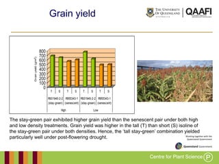 Working together with the
Queensland Government
Grain yield
0
100
200
300
400
500
600
700
800
Grainyield(g/m2
)
T S T S T S T S
R931945-2-2
(stay-green)
R955343-1
(senescent)
R931945-2-2
(stay-green)
R955343-1
(senescent)
High Low
2009
The stay-green pair exhibited higher grain yield than the senescent pair under both high
and low density treatments. Grain yield was higher in the tall (T) than short (S) isoline of
the stay-green pair under both densities. Hence, the „tall stay-green‟ combination yielded
particularly well under post-flowering drought.
 
