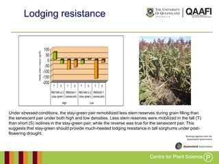 Working together with the
Queensland Government
Lodging resistance
-200
-150
-100
-50
0
50
100
Deltastemmass(g/m2
)
T S T S T S T S
R931945-2-2
(stay-green)
R955343-1
(senescent)
R931945-2-2
(stay-green)
R955343-1
(senescent)
High Low
2009
Under stressed conditions, the stay-green pair remobilized less stem reserves during grain filling than
the senescent pair under both high and low densities. Less stem reserves were mobilized in the tall (T)
than short (S) isolines in the stay-green pair, while the reverse was true for the senescent pair. This
suggests that stay-green should provide much-needed lodging resistance in tall sorghums under post-
flowering drought.
 