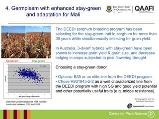 Working together with the
Queensland Government
4. Germplasm with enhanced stay-green
and adaptation for Mali
The DEEDI sorghum breeding program has been
selecting for the stay-green trait in sorghum for more than
30 years while simultaneously selecting for grain yield.
In Australia, 3-dwarf hybrids with stay-green have been
shown to increase grain yield & grain size, and decrease
lodging in crops subjected to post flowering drought.
Choosing a stay-green donor
• Options: B35 or an elite line from the DEEDI program
• Chose R931945-2-2 as a well characterized line from
the DEEDI program with high SG and good yield potential
and other potentially useful traits (e.g. midge resistance).
Stay-greenSenescent
R2
= 0.218
0
1
2
3
4
5
6
7
8
2 3 4 5 6 7 8 9
Stay-green rating (1=SG 9=dead)
Yieldt/ha
Data from 20 breeding trials (934 hybrids)
conducted between 2005 and 2008
 