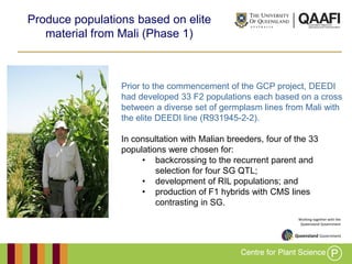 Working together with the
Queensland Government
Produce populations based on elite
material from Mali (Phase 1)
Prior to the commencement of the GCP project, DEEDI
had developed 33 F2 populations each based on a cross
between a diverse set of germplasm lines from Mali with
the elite DEEDI line (R931945-2-2).
In consultation with Malian breeders, four of the 33
populations were chosen for:
• backcrossing to the recurrent parent and
selection for four SG QTL;
• development of RIL populations; and
• production of F1 hybrids with CMS lines
contrasting in SG.
 