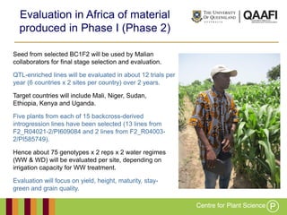 Working together with the
Queensland Government
Evaluation in Africa of material
produced in Phase I (Phase 2)
Seed from selected BC1F2 will be used by Malian
collaborators for final stage selection and evaluation.
QTL-enriched lines will be evaluated in about 12 trials per
year (6 countries x 2 sites per country) over 2 years.
Target countries will include Mali, Niger, Sudan,
Ethiopia, Kenya and Uganda.
Five plants from each of 15 backcross-derived
introgression lines have been selected (13 lines from
F2_R04021-2/PI609084 and 2 lines from F2_R04003-
2/PI585749).
Hence about 75 genotypes x 2 reps x 2 water regimes
(WW & WD) will be evaluated per site, depending on
irrigation capacity for WW treatment.
Evaluation will focus on yield, height, maturity, stay-
green and grain quality.
 