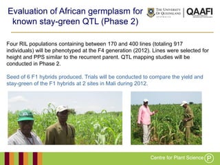 Working together with the
Queensland Government
Evaluation of African germplasm for
known stay-green QTL (Phase 2)
Four RIL populations containing between 170 and 400 lines (totaling 917
individuals) will be phenotyped at the F4 generation (2012). Lines were selected for
height and PPS similar to the recurrent parent. QTL mapping studies will be
conducted in Phase 2.
Seed of 6 F1 hybrids produced. Trials will be conducted to compare the yield and
stay-green of the F1 hybrids at 2 sites in Mali during 2012.
 