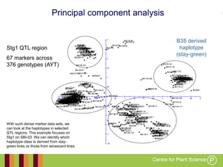 Working together with the
Queensland Government
Stg1 QTL region
67 markers across
376 genotypes (AYT)
With such dense marker data sets, we
can look at the haplotypes in selected
QTL regions. This example focuses on
Stg1 on SBI-03. We can identify which
haplotype class is derived from stay-
green lines vs those from senescent lines.
B35 derived
haplotype
(stay-green)
Principal component analysis
 