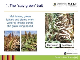 Working together with the
Queensland Government
Maintaining green
leaves and stems when
water is limiting during
the grain-filling period
1. The “stay-green” trait
Stay-green Senescent
 