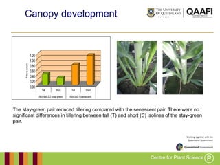 Working together with the
Queensland Government
Canopy development
0.00
0.20
0.40
0.60
0.80
1.00
1.20
Tillers/plant
Tall Short Tall Short
R931945-2-2 (stay-green) R955343-1 (senescent)
2009
The stay-green pair reduced tillering compared with the senescent pair. There were no
significant differences in tillering between tall (T) and short (S) isolines of the stay-green
pair.
 
