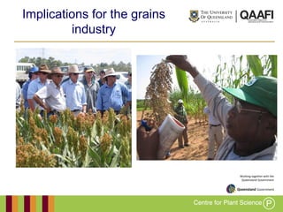 Working together with the
Queensland Government
Implications for the grains
industry
 