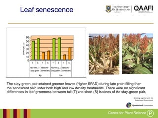 Working together with the
Queensland Government
Leaf senescence
0
10
20
30
40
50
60
SPAD(FL-2)
T S T S T S T S
R931945-2-2
(stay-green)
R955343-1
(senescent)
R931945-2-2
(stay-green)
R955343-1
(senescent)
High Low
2009
The stay-green pair retained greener leaves (higher SPAD) during late grain filling than
the senescent pair under both high and low density treatments. There were no significant
differences in leaf greenness between tall (T) and short (S) isolines of the stay-green pair.
 