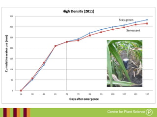 Working together with the
Queensland Government
Stay-green
Senescent
0
50
100
150
200
250
300
350
16 30 44 65 73 79 86 93 100 107 121 137
Cumulativewateruse(mm)
Days afteremergence
High Density (2011)
 