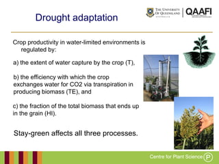 Working together with the
Queensland Government
Crop productivity in water-limited environments is
regulated by:
Drought adaptation
Stay-green affects all three processes.
a) the extent of water capture by the crop (T),
b) the efficiency with which the crop
exchanges water for CO2 via transpiration in
producing biomass (TE), and
c) the fraction of the total biomass that ends up
in the grain (HI).
 