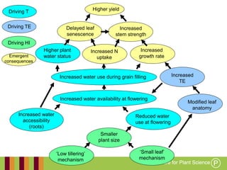 Working together with the
Queensland Government
Higher yield
Increased water use during grain filling
Increased water availability at flowering
Increased water
accessibility
(roots)
Reduced water
use at flowering
Higher plant
water status
Increased
growth rate
Increased
TE
Delayed leaf
senescence
Smaller
plant size
„Low tillering‟
mechanism
„Small leaf‟
mechanism
Modified leaf
anatomy
Driving T
Driving TE
Driving HI
Emergent
consequences
Increased N
uptake
Increased
stem strength
 