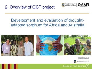 Working together with the
Queensland Government
2. Overview of GCP project
Development and evaluation of drought-
adapted sorghum for Africa and Australia
 