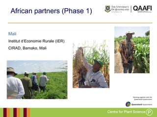Working together with the
Queensland Government
African partners (Phase 1)
Mali
Institut d‟Economie Rurale (IER)
CIRAD, Bamako, Mali
 