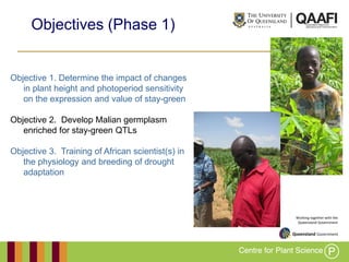 Working together with the
Queensland Government
Objective 1. Determine the impact of changes
in plant height and photoperiod sensitivity
on the expression and value of stay-green
Objective 2. Develop Malian germplasm
enriched for stay-green QTLs
Objective 3. Training of African scientist(s) in
the physiology and breeding of drought
adaptation
Objectives (Phase 1)
 