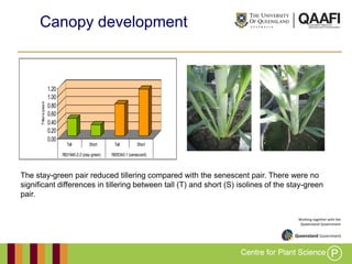 Working together with the
Queensland Government
Canopy development
0.00
0.20
0.40
0.60
0.80
1.00
1.20
Tillers/plant
Tall S...