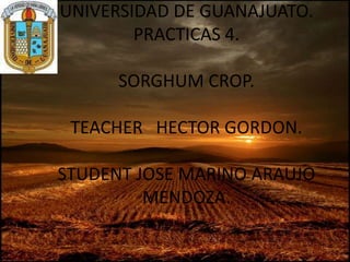 UNIVERSIDAD DE GUANAJUATO.
PRACTICAS 4.
SORGHUM CROP.
TEACHER HECTOR GORDON.
STUDENT JOSE MARINO ARAUJO
MENDOZA.
 