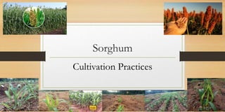 Sorghum
Cultivation Practices
 