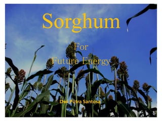 Sorghum
For
Future Energy
Dwi Putra Santosa
 