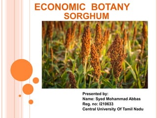 ECONOMIC BOTANY
SORGHUM
Presented by:
Name: Syed Mohammad Abbas
Reg. no: I210633
Central University Of Tamil Nadu
 
