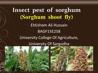 Insect pest of sorghum
(Sorghum shoot fly)
Ehtisham Ali Hussain
BAGF15E258
University College Of Agriculture,
University Of Sargodha
 