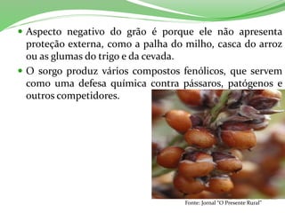  Aspecto negativo do grão é porque ele não apresenta
proteção externa, como a palha do milho, casca do arroz
ou as glumas do trigo e da cevada.
 O sorgo produz vários compostos fenólicos, que servem
como uma defesa química contra pássaros, patógenos e
outros competidores.
Fonte: Jornal “O Presente Rural”
 