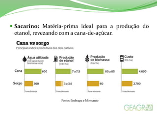  Sacarino: Matéria-prima ideal para a produção do
etanol, revezando com a cana-de-açúcar.
Fonte: Embrapa e Monsanto
 