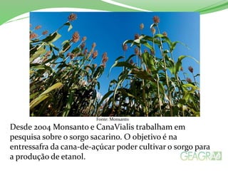 Fonte: Monsanto
Desde 2004 Monsanto e CanaVialis trabalham em
pesquisa sobre o sorgo sacarino. O objetivo é na
entressafra da cana-de-açúcar poder cultivar o sorgo para
a produção de etanol.
 