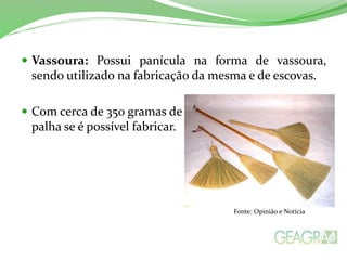  Vassoura: Possui panícula na forma de vassoura,
sendo utilizado na fabricação da mesma e de escovas.
 Com cerca de 350 gramas de
palha se é possível fabricar.
Fonte: Opinião e Notícia
 