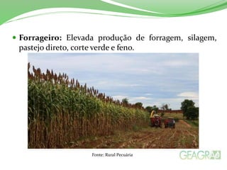  Forrageiro: Elevada produção de forragem, silagem,
pastejo direto, corte verde e feno.
Fonte: Rural Pecuária
 