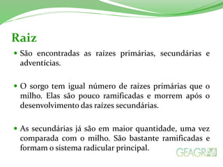 Raiz
 São encontradas as raízes primárias, secundárias e
adventícias.
 O sorgo tem igual número de raízes primárias que o
milho. Elas são pouco ramificadas e morrem após o
desenvolvimento das raízes secundárias.
 As secundárias já são em maior quantidade, uma vez
comparada com o milho. São bastante ramificadas e
formam o sistema radicular principal.
 