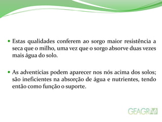  Estas qualidades conferem ao sorgo maior resistência a
seca que o milho, uma vez que o sorgo absorve duas vezes
mais água do solo.
 As adventícias podem aparecer nos nós acima dos solos;
são ineficientes na absorção de água e nutrientes, tendo
então como função o suporte.
 