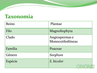 Taxonomia
Reino Plantae
Filo Magnoliophyta
Clado Angiospermas e
Monocotiledôneas
Família Poaceae
Gênero Sorghum
Espécie S. bicolor
 