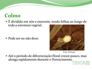Colmo
 É dividido em nós e entrenós, tendo folhas ao longo de
toda a estrutura vegetal.
 Pode ser ou não doce.
Fonte: Embrapa
 Até o período de diferenciação floral cresce pouco, mas
alonga rapidamente durante o florescimento.
 