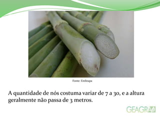 Fonte: Embrapa
A quantidade de nós costuma variar de 7 a 30, e a altura
geralmente não passa de 3 metros.
 