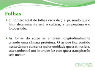 Folhas
 O número total de folhas varia de 7 a 30, sendo que o
fator determinante será o cultivar, a temperatura e o
fotoperíodo.
 As folhas do sorgo se enrolam longitudinalmente
criando uma câmara protetora. O ar que fica contido
nessa câmara conserva maior umidade que a atmosfera,
este também é um fator que faz com que a transpiração
seja menor.
 