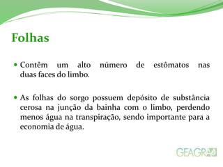 Folhas
 Contêm um alto número de estômatos nas
duas faces do limbo.
 As folhas do sorgo possuem depósito de substância
cerosa na junção da bainha com o limbo, perdendo
menos água na transpiração, sendo importante para a
economia de água.
 
