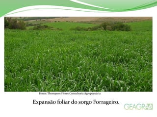 Fonte: Thompson Flores Consultoria Agropecuária
Expansão foliar do sorgo Forrageiro.
 
