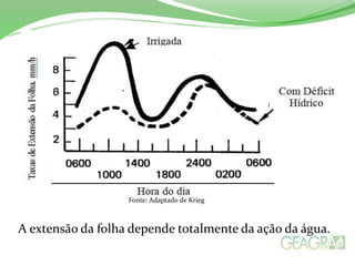 Fonte: Adaptado de Krieg
A extensão da folha depende totalmente da ação da água.
 