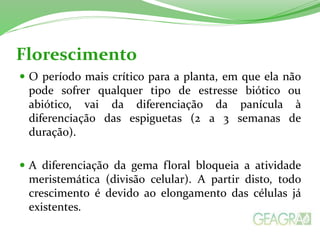Florescimento
 O período mais crítico para a planta, em que ela não
pode sofrer qualquer tipo de estresse biótico ou
abiótico, vai da diferenciação da panícula à
diferenciação das espiguetas (2 a 3 semanas de
duração).
 A diferenciação da gema floral bloqueia a atividade
meristemática (divisão celular). A partir disto, todo
crescimento é devido ao elongamento das células já
existentes.
 