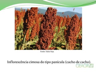 Fonte: Valor Soja
Inflorescência cimosa do tipo panícula (cacho de cacho).
 