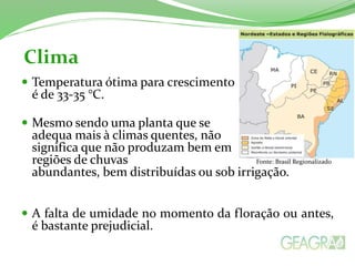 Clima
 Temperatura ótima para crescimento
é de 33-35 °C.
 Mesmo sendo uma planta que se
adequa mais à climas quentes, não
significa que não produzam bem em
regiões de chuvas Fonte: Brasil Regionalizado
abundantes, bem distribuídas ou sob irrigação.
 A falta de umidade no momento da floração ou antes,
é bastante prejudicial.
 