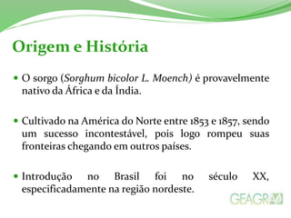  O sorgo (Sorghum bicolor L. Moench) é provavelmente
nativo da África e da Índia.
 Cultivado na América do Norte entre 1853 e 1857, sendo
um sucesso incontestável, pois logo rompeu suas
fronteiras chegando em outros países.
 Introdução no Brasil foi no século XX,
especificadamente na região nordeste.
Origem e História
 