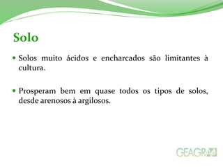Solo
 Solos muito ácidos e encharcados são limitantes à
cultura.
 Prosperam bem em quase todos os tipos de solos,
desde arenosos à argilosos.
 