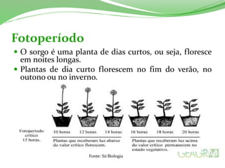 Fotoperíodo
 O sorgo é uma planta de dias curtos, ou seja, floresce
em noites longas.
 Plantas de dia curto florescem no fim do verão, no
outono ou no inverno.
Fonte: Só Biologia
 