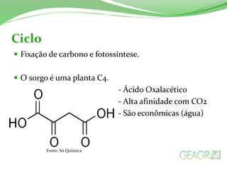 Ciclo
 Fixação de carbono e fotossíntese.
 O sorgo é uma planta C4.
- Ácido Oxalacético
- Alta afinidade com CO2
- São econômicas (água)
Fonte: Só Química
 